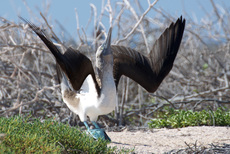 Blaufußtölpel (5).jpg